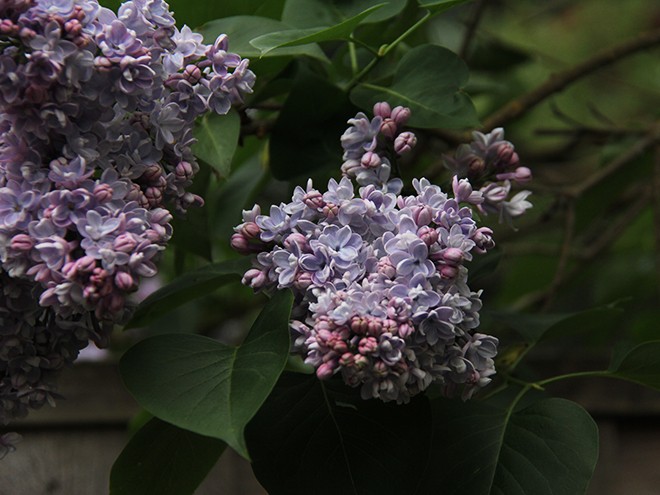 24Lilac1