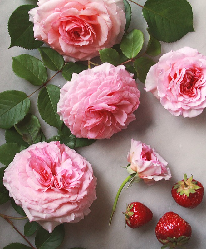 Roses2