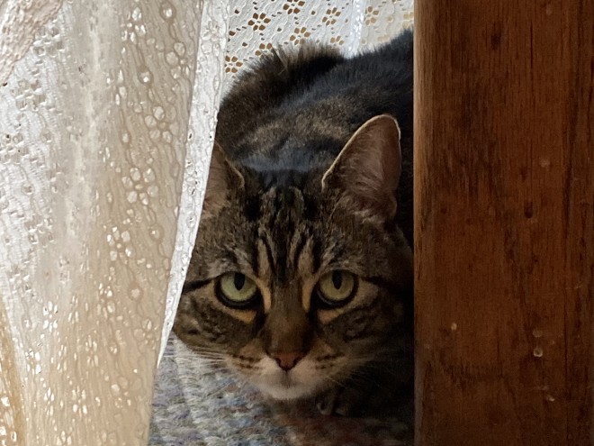 Kitters