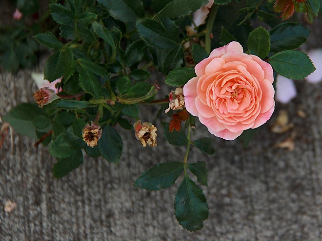 Rose1