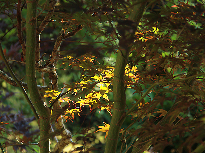 Leaves1 copy