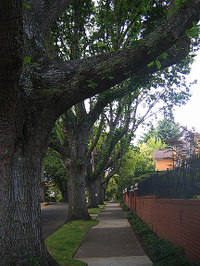 Dogwalk10